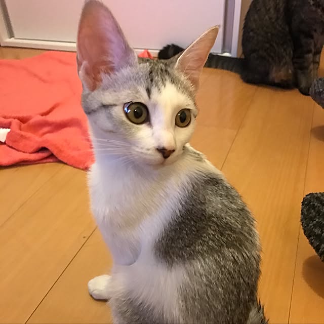 mi-mi-373さんの実例写真