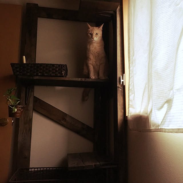 mikan161さんの実例写真