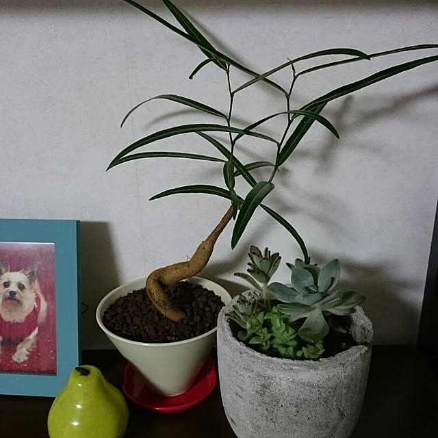 runaさんの実例写真
