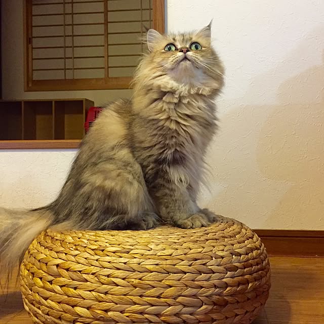 butachanさんの実例写真