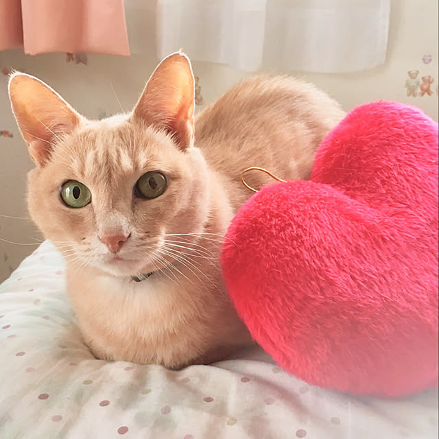 Mugiさんの実例写真