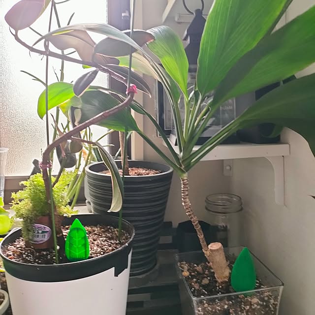 napiさんの部屋