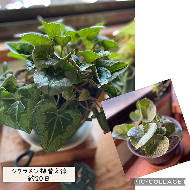 buchiさんの実例写真