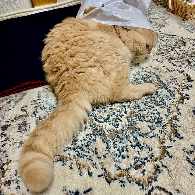 naokoさんの実例写真