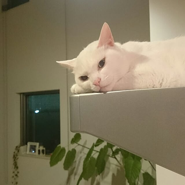 kikinanaさんの実例写真