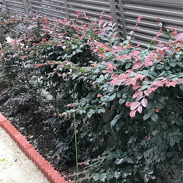 Ruriさんの実例写真