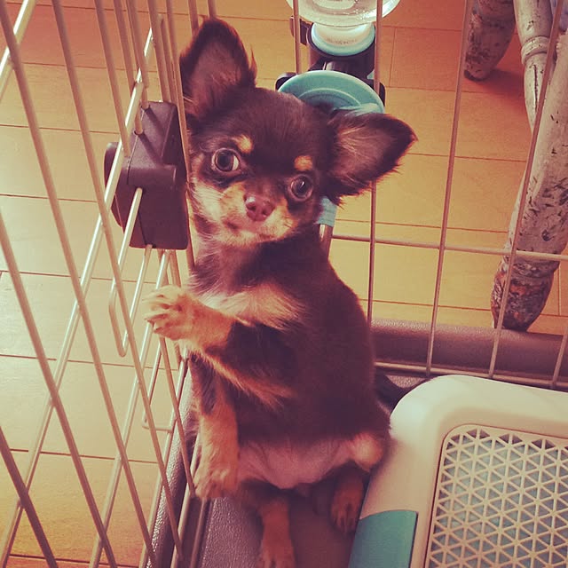 cookie_houseさんの実例写真