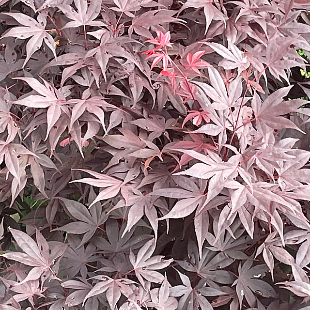 mamizaさんの部屋
