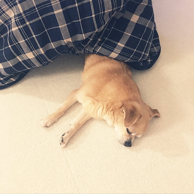 haritakaさんの実例写真