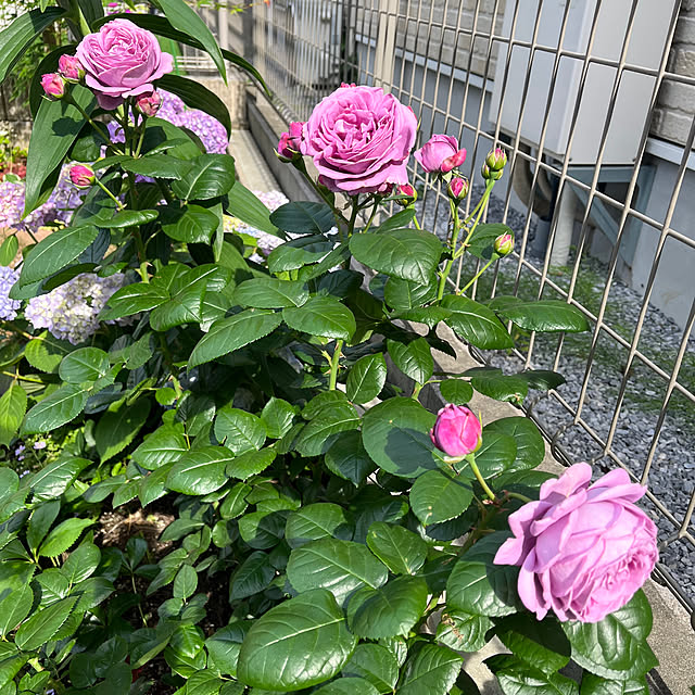 appledappleさんの部屋