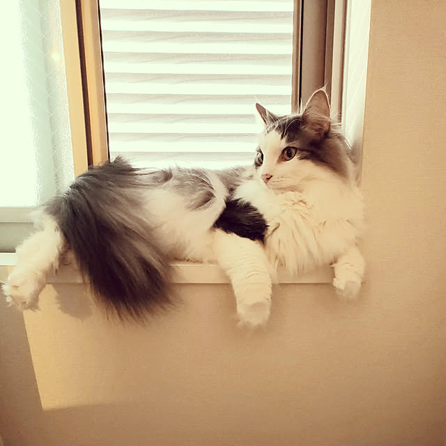 mofさんの実例写真