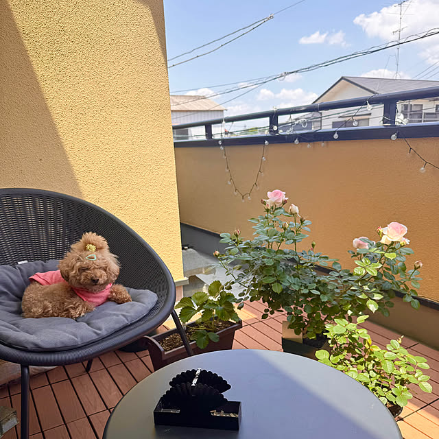 chaimomさんの部屋