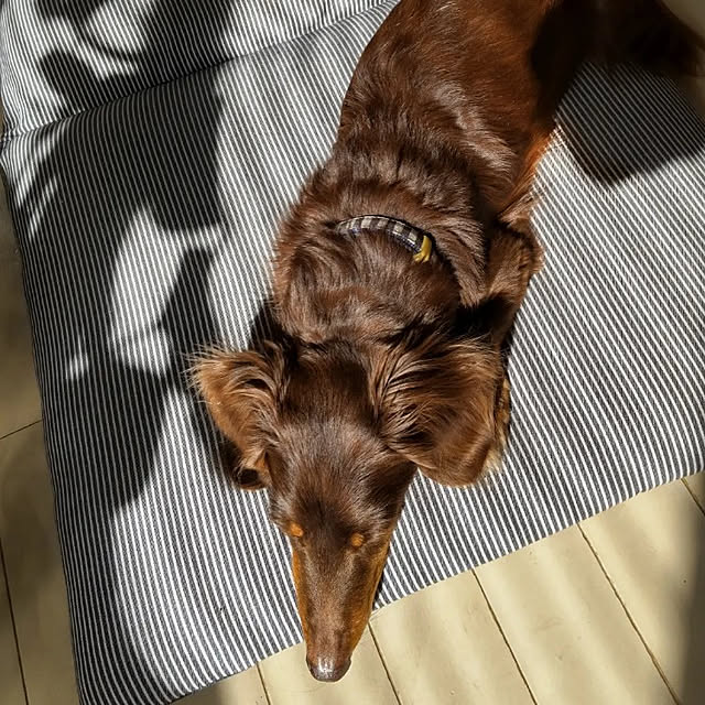 mapleさんの実例写真