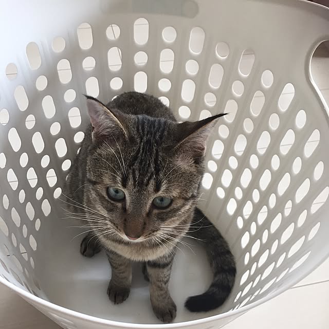 kirinさんの実例写真