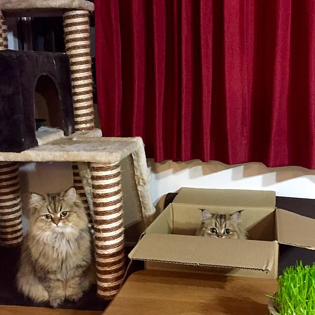 butachanさんの実例写真
