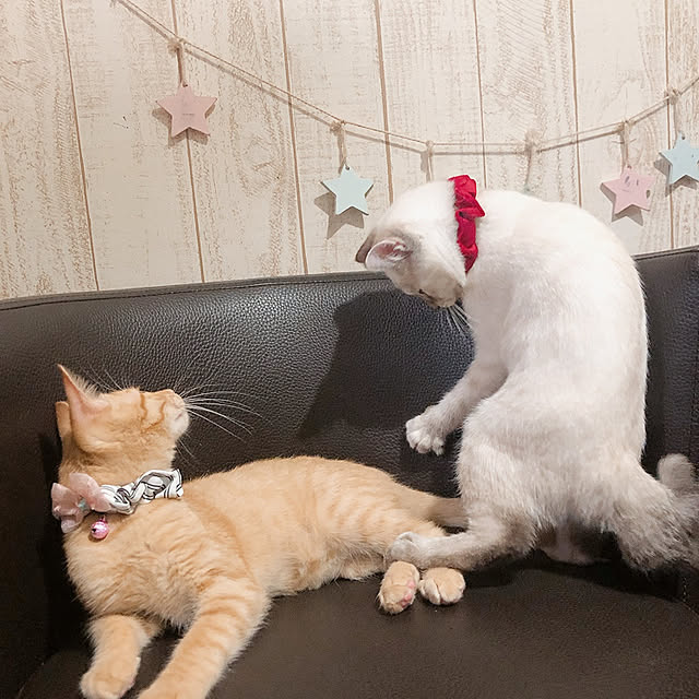 tomoyoさんの実例写真