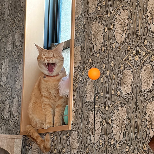 okogeさんの部屋