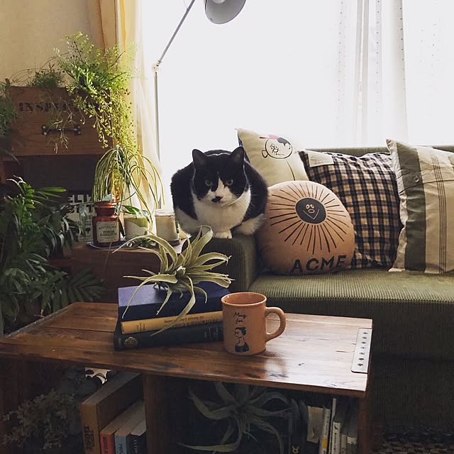 mikasakuさんの実例写真