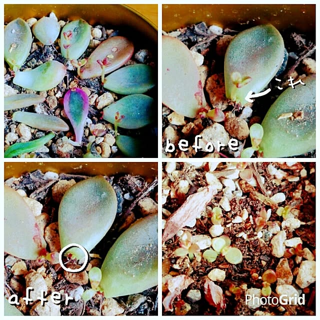 hollymamさんの実例写真