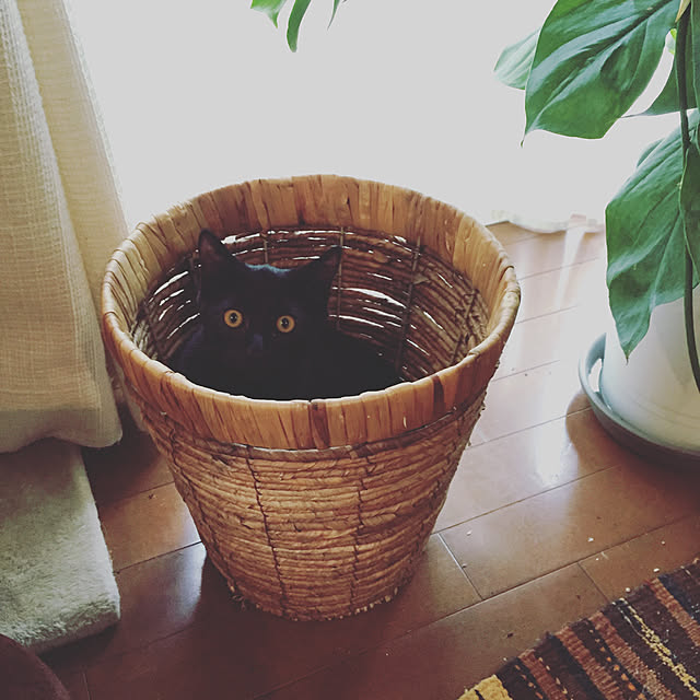 bowbowcoさんの実例写真