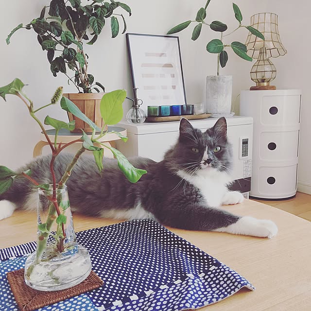 mangomilkさんの実例写真