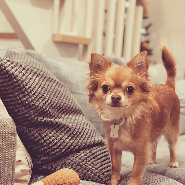 comoさんの実例写真
