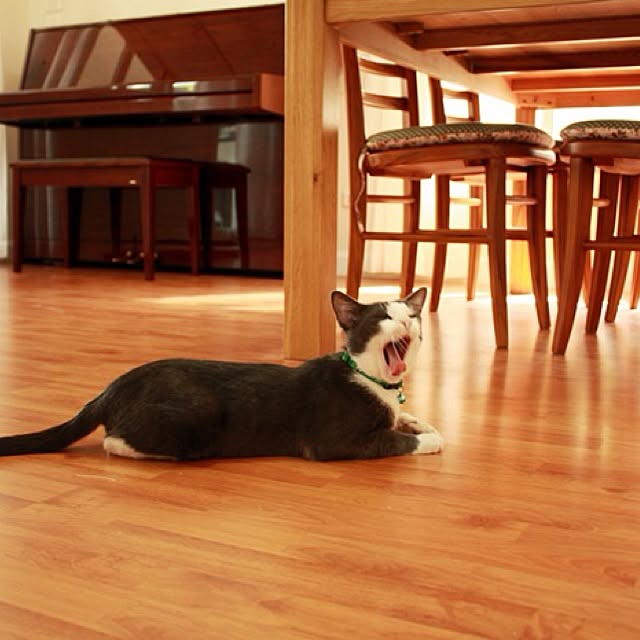 Meowさんの実例写真