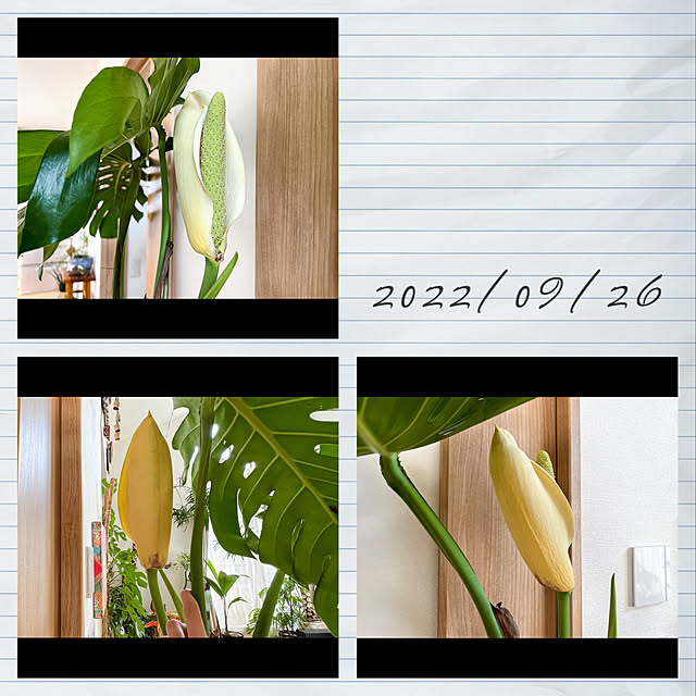 h_a_n_a_y_u_iさんの実例写真
