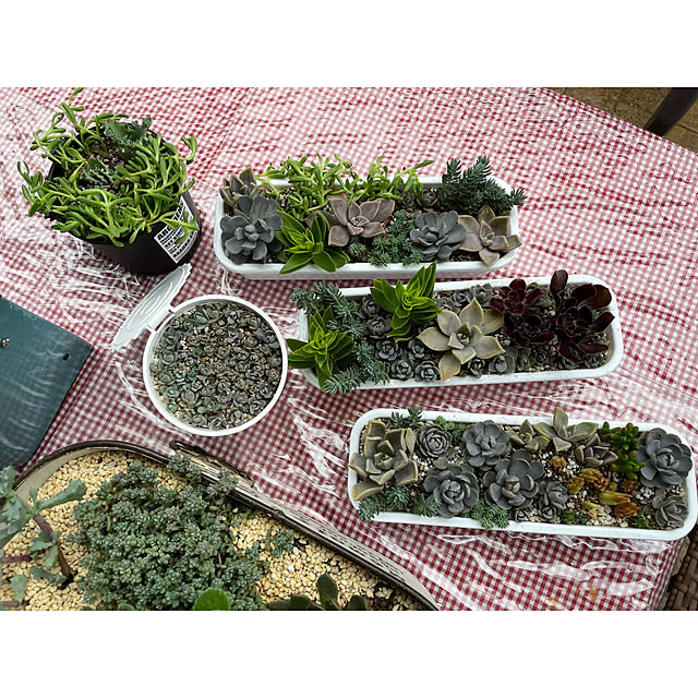 momocchiさんの実例写真