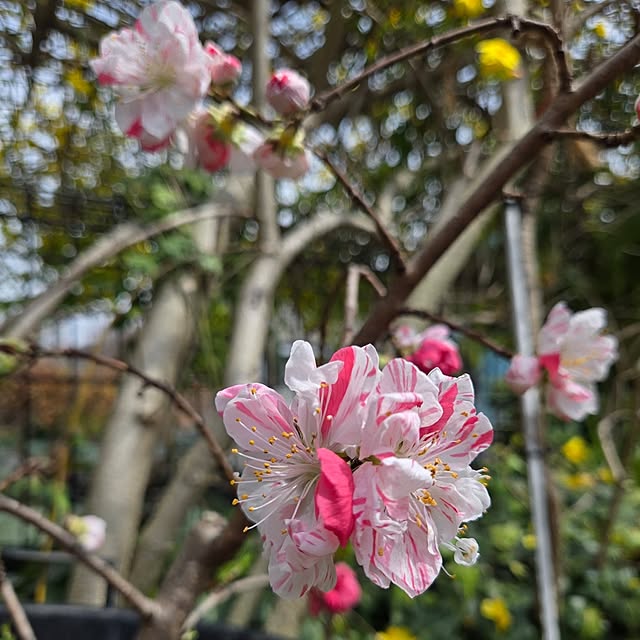 min_nimさんの部屋