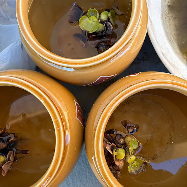 makiさんの実例写真