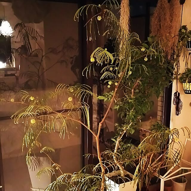 Shihoさんの実例写真