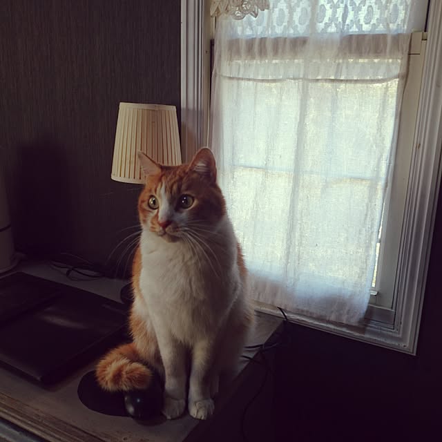 pomponelaさんの実例写真