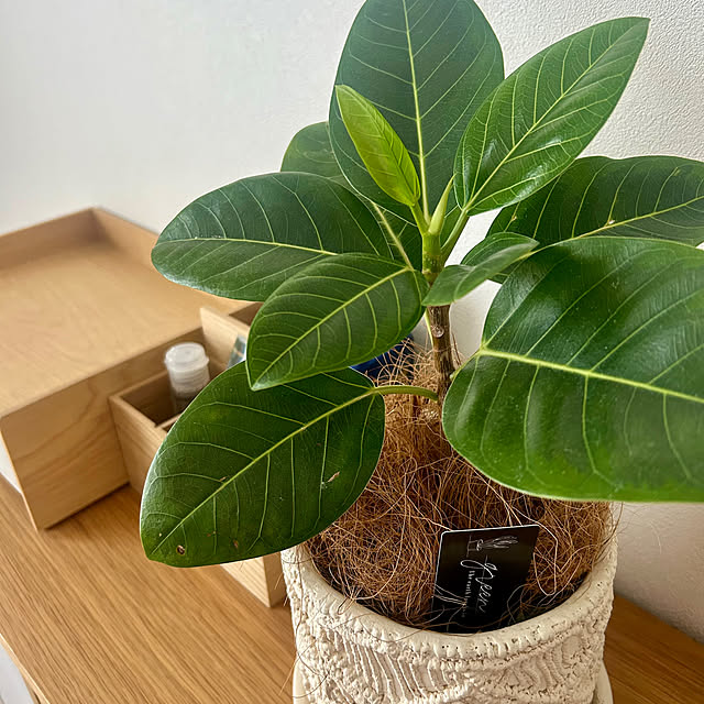 棚/観葉植物/無印良品/IKEA/ニトリ...などのインテリア実例 - 2025-04-18 13:41:37