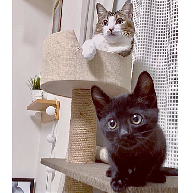 nekomiさんの実例写真