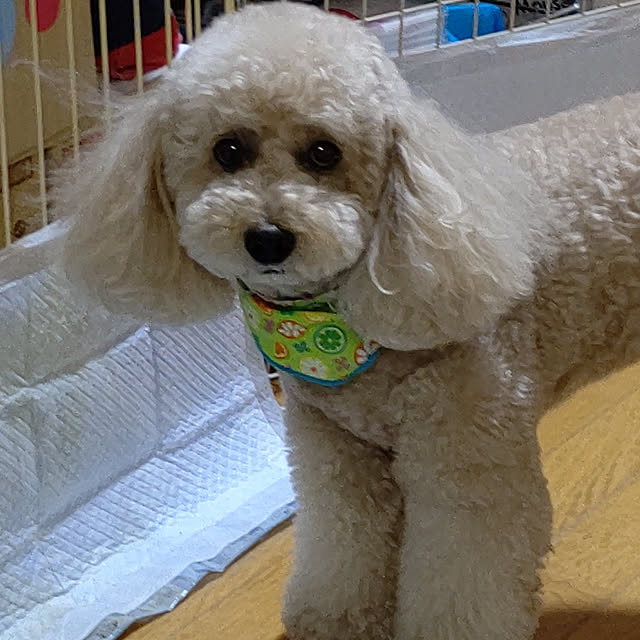 yumirinさんの実例写真