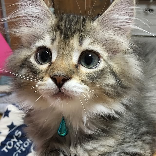 CATさんの実例写真