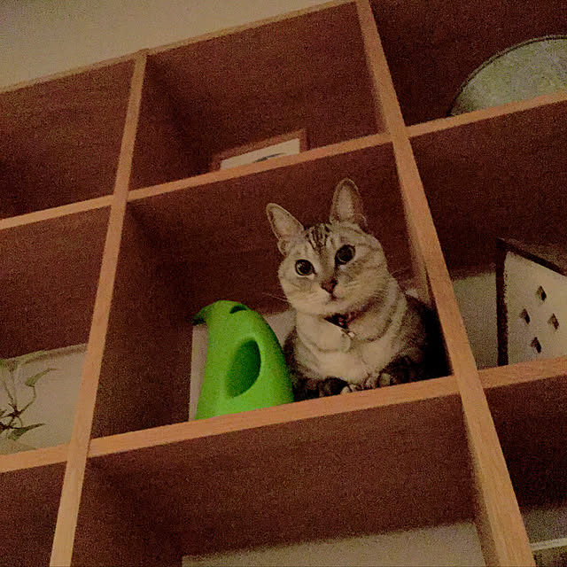 maroさんの実例写真