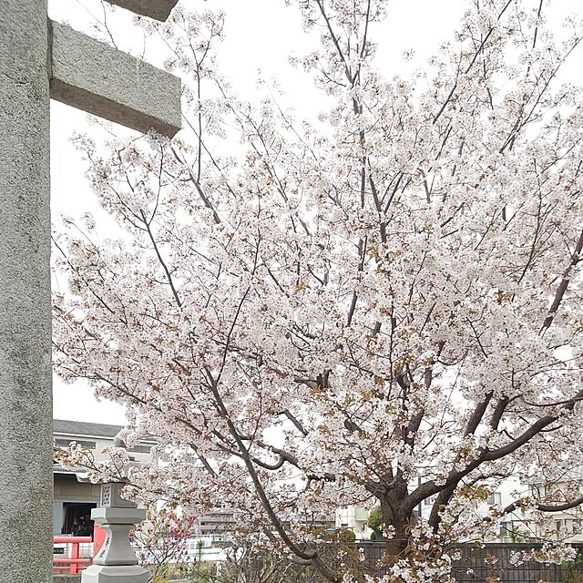 fleur-mamanさんの部屋