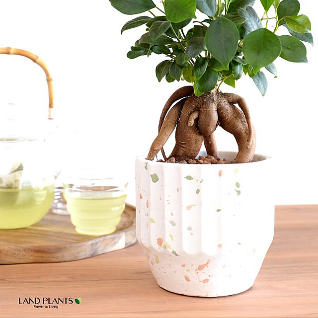 植物を楽しもう LAND PLANTSのカバー写真
