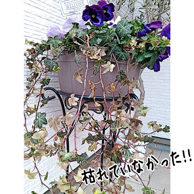 aquaさんの実例写真