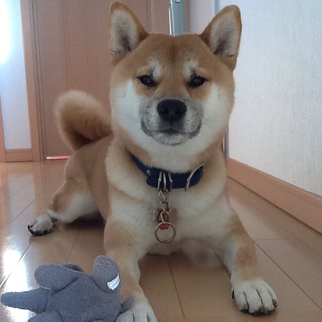 kotaさんの実例写真