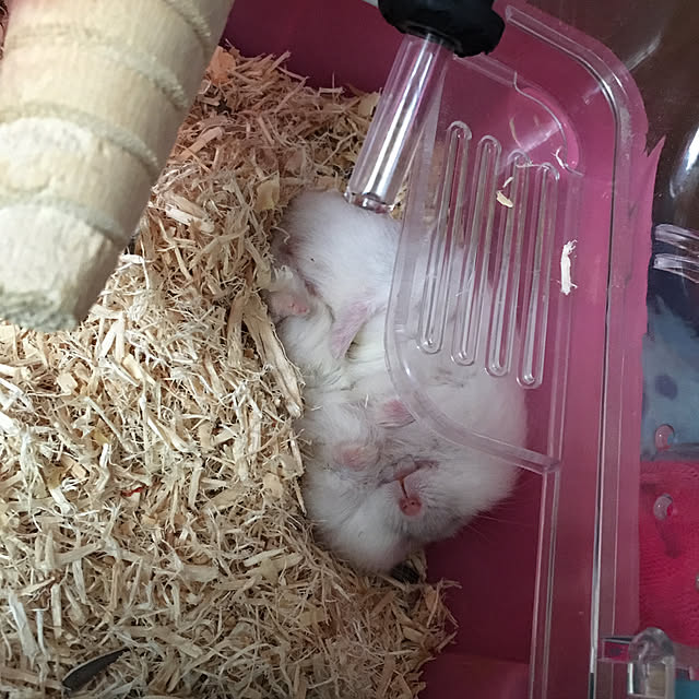 hasuさんの実例写真