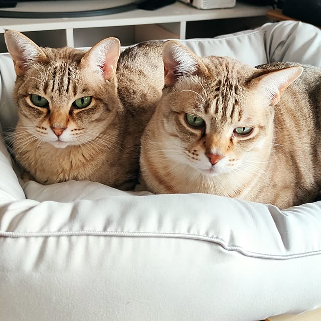 maryさんの実例写真