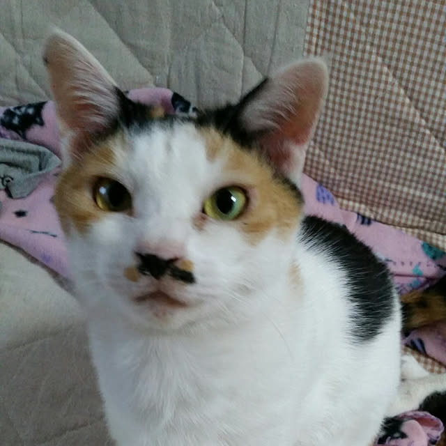 chatnoirさんの実例写真