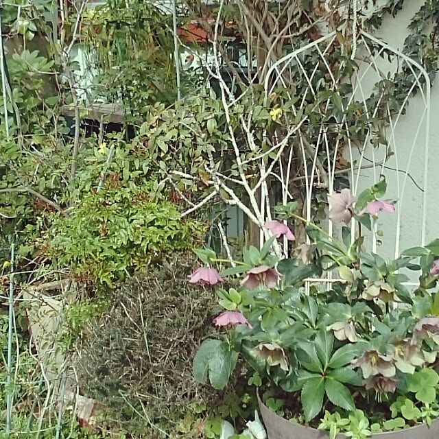 acopyさんの実例写真