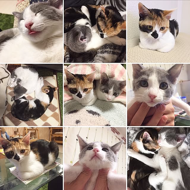 sayaka.さんの実例写真