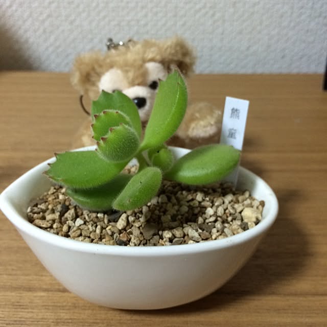 maimaiさんの実例写真