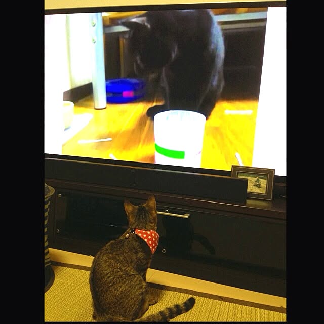 konatsuさんの実例写真