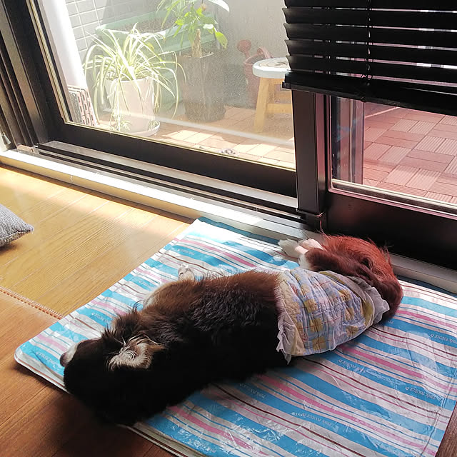 kameponさんの実例写真